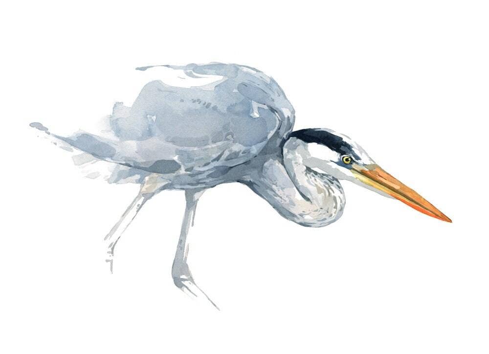 Great Blue Heron Watercolor Study Coastal Bird Wall Art: 11x17 (no mat)