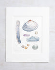 Clam Shells Watercolor Art Print, Coastal Wall Decor: 8x10 (11x14 mat)
