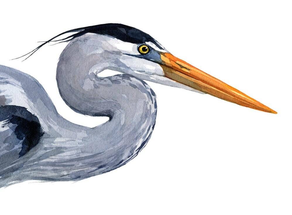Great Blue Heron Watercolor Art Print, Bird Art: 5x7 (8x10 mat)