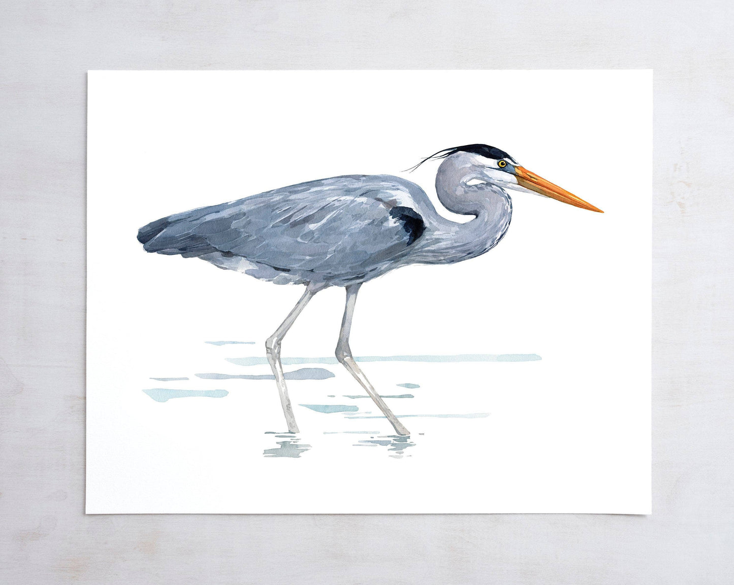 Great Blue Heron Watercolor Art Print, Bird Art: 11x14 / 11x17 (no mat)